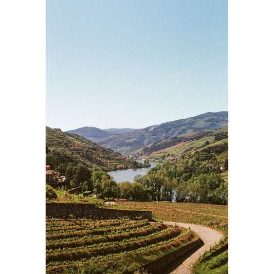 Portugal Douro Wines