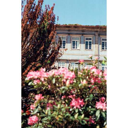 Portugal Porto Flowers